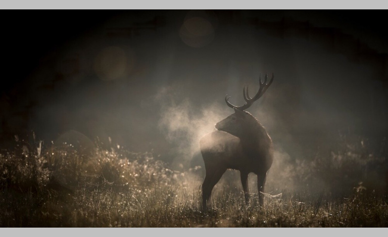 Event-Image for 'Le Chant des for&ecirc;ts'