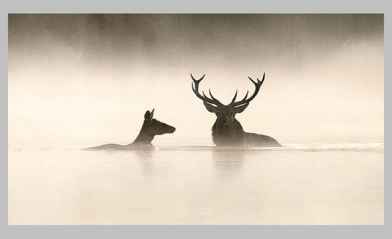 Event-Image for 'Le chant des for&ecirc;ts &ndash; Das Fl&uuml;stern der W&auml;lder'