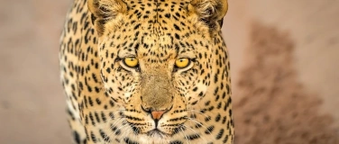 Event-Image for 'Tierisch nah dran'