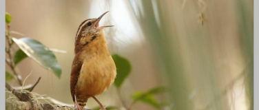 Event-Image for 'Lieder der Welt singen'