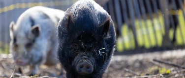 Event-Image for 'Dining with Pigs'