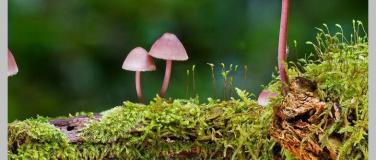 Event-Image for 'Literarische Aufstellungen - Figuren und Projekte stellen'