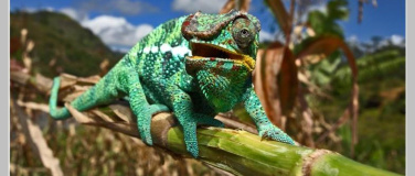 Event-Image for 'Live-Vortrag: Madagaskar - Alles auf Anfang'