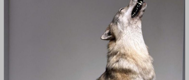 Event-Image for 'Loup & Co.: Le défi des grands prédateurs'