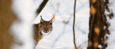 Event-Image for 'Der K&ouml;nig vom Gantrisch &ndash; auf den Spuren des Luchses'