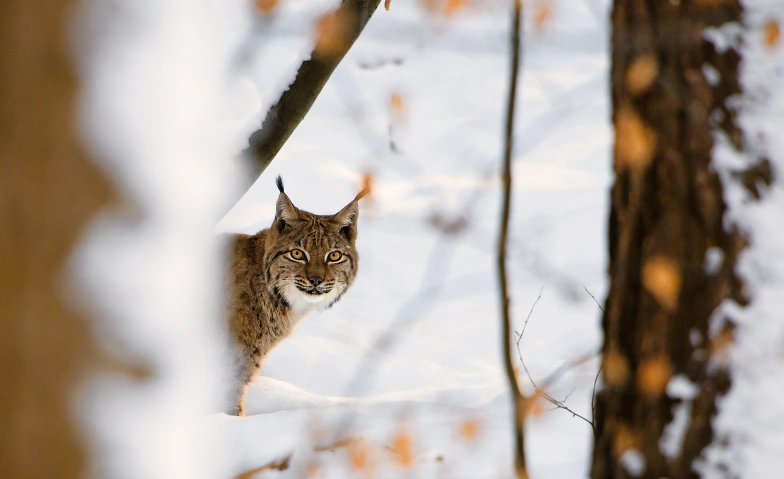 Event-Image for 'Der König vom Gantrisch – auf den Spuren des Luchses'