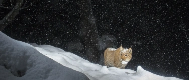 Event-Image for 'Luchs und Umweltpreis - MV WWF Unterwalden'