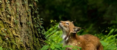 Event-Image for 'Luchsvortrag'