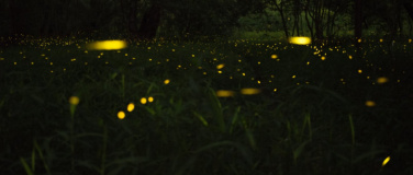 Event-Image for 'Magie der Gl&uuml;hw&uuml;rmchen'