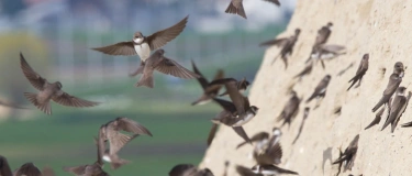 Event-Image for 'Kiesgrubenexkursion &laquo;Natur und Technik im Einklang&raquo;'