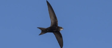 Event-Image for 'Mauersegler und Co - V&ouml;gel in der Stadt Gossau'