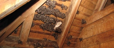 Event-Image for 'Exkursion "Fledermäuse - heimliche Nachbarn"'