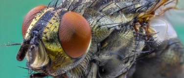 Event-Image for 'Entdecke die Mikrowelt'