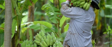 Event-Image for 'Film-Vorf&uuml;hrung &laquo;Banana Land - Blood, Bullets and Poison&raquo;'