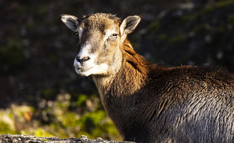 Event-Image for 'Fotokurs Natur- und Tierpark Goldau'