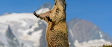 Event-Image for 'Wild Zermatt'