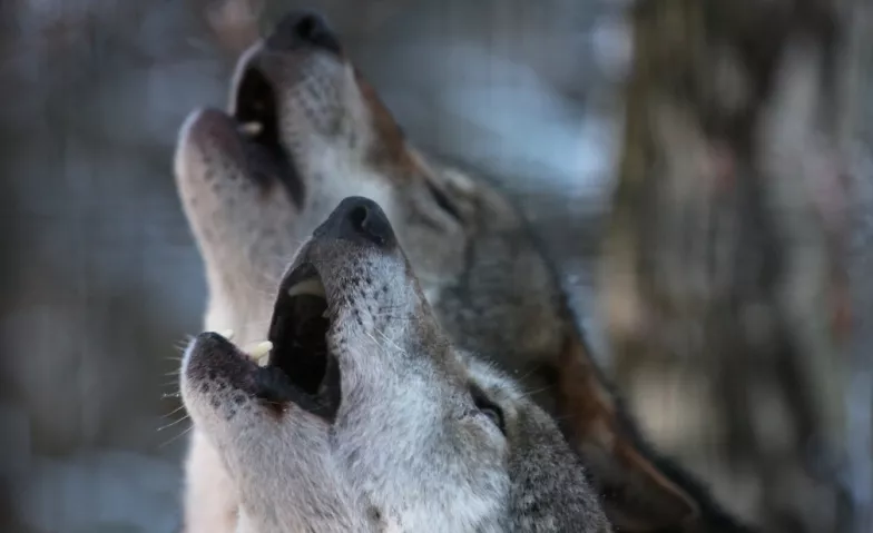 Tag der Wölfe im Wildpark Schwarze Berge Wildpark Schwarze Berge, Am Wildpark 1, 21224 Rosengarten Tickets