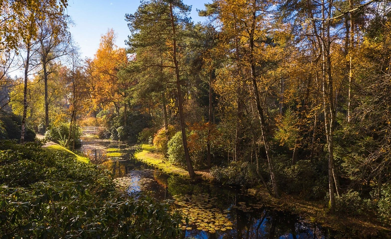 Event-Image for 'Shinrin-Yoku im Park Seleger Moor, Rifferswil ZH'