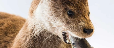 Event-Image for 'Zwergliführung «Spezialisten–die Rosinenpicker im Tierreich»'