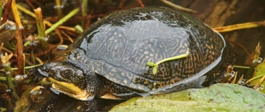 Event-Image for 'Überwinterung von Wasserschildkröten'