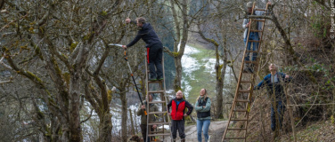 Event-Image for 'Obstbäume richtig schneiden'