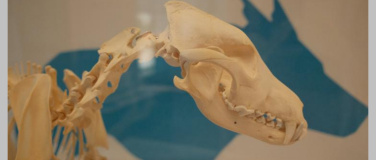 Event-Image for '&Ouml;ffentliche F&uuml;hrung: Mythos Wolf &ndash; Naturikone oder Erzfeind?'