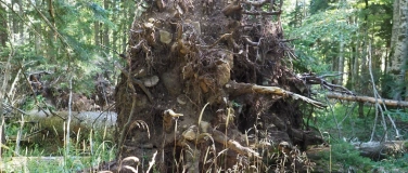 Event-Image for 'Fachtagung AG Waldbiodiversit&auml;t - Nat&uuml;rliche Dynamik'