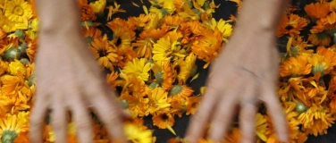 Event-Image for 'Film: &laquo;Wild Plants&raquo; (2016)'