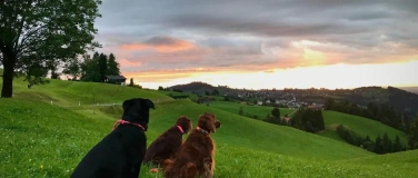 Event-Image for 'Es darf auch anders gehen - Ruhe & Klarheit mit deinem Hund'