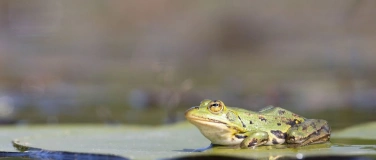 Event-Image for 'Sommer-Festival: Quak: Klänge am Wasser'