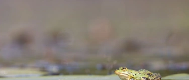 Event-Image for 'Sommer-Festival: Quak: Klänge am Wasser'