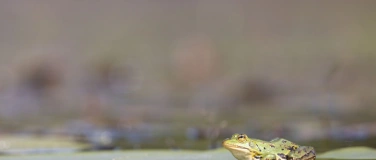 Event-Image for 'Sommer-Festival: Quak: Klänge am Wasser'