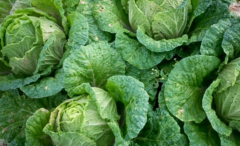 Event-Image for 'Ensemble en cuisine : T&ecirc;te de chou'