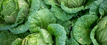 Event-Image for 'Cuisine ouverte : T&ecirc;te de chou'