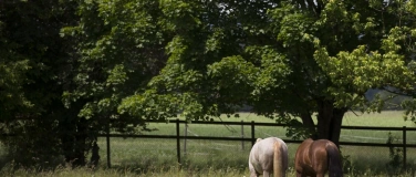 Event-Image for 'Die Heldenreise mit Pferden'