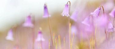 Event-Image for '31 Die Kunst der Pflanzenfotografie - Lorenz A. Fischer'