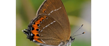 Event-Image for 'Schmetterlinge und Orchideen in Eglisau'