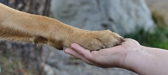 Veranstalter:in von Hundezahnputzkurs - Zahnputzkurs für Hunde (Kopie)