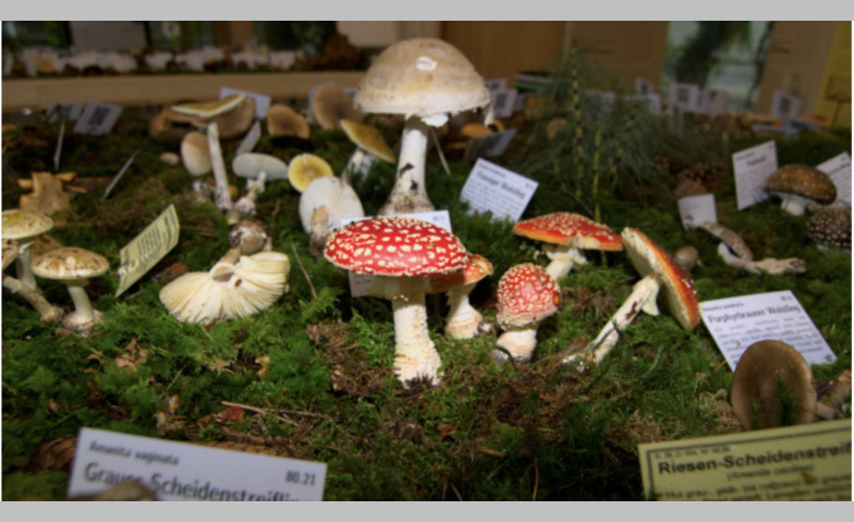 Event-Image for 'Pilzausstellung'