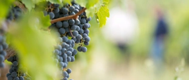 Event-Image for 'PIWI-Weine entdecken: neue Rebsorten – neue Weine'