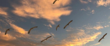 Event-Image for 'Der Vogelzug in Zürich'