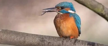 Event-Image for 'BirdLife Nature Center'