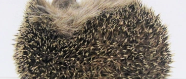 Event-Image for 'Zwerglif&uuml;hrung &laquo;Panzer, Stacheln und Co.&raquo;'