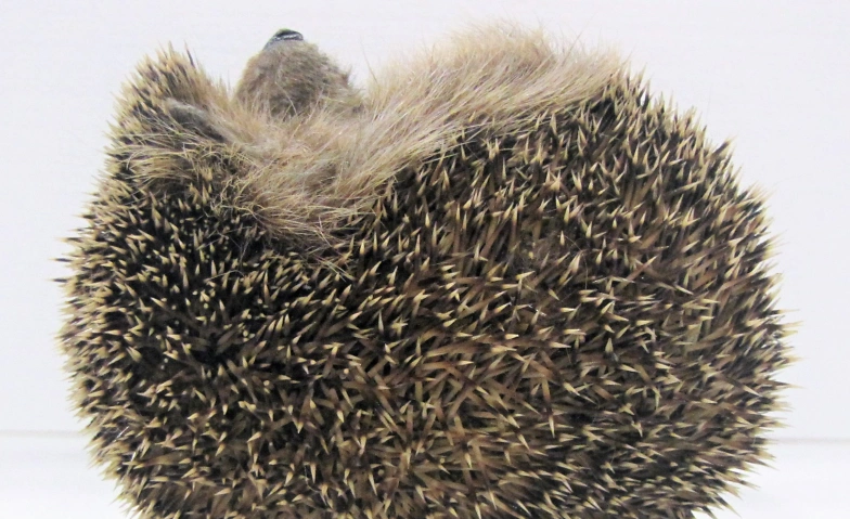 Event-Image for 'Zwergliführung «Panzer, Stacheln und Co.»'