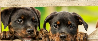 Event-Image for 'Visit to the Animal Shelter – Tierheim an der Birs'