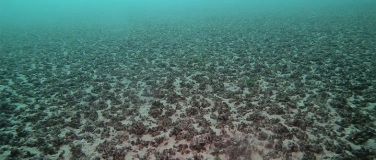 Event-Image for 'Die Quaggamuschel - ein ungebetener Gast in unseren Seen'