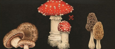 Event-Image for 'Quand vient l'automne'