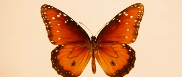 Event-Image for 'Workshop "Dein Quantensprung - 2026"'