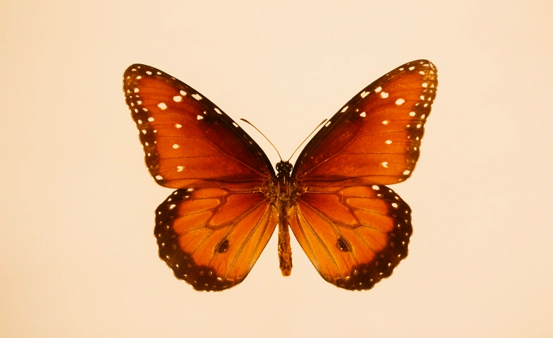 Event-Image for 'Workshop "Dein Quantensprung - 2026"'