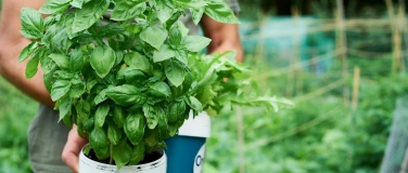 Event-Image for 'Einfach kochen: Pesto selbermachen'